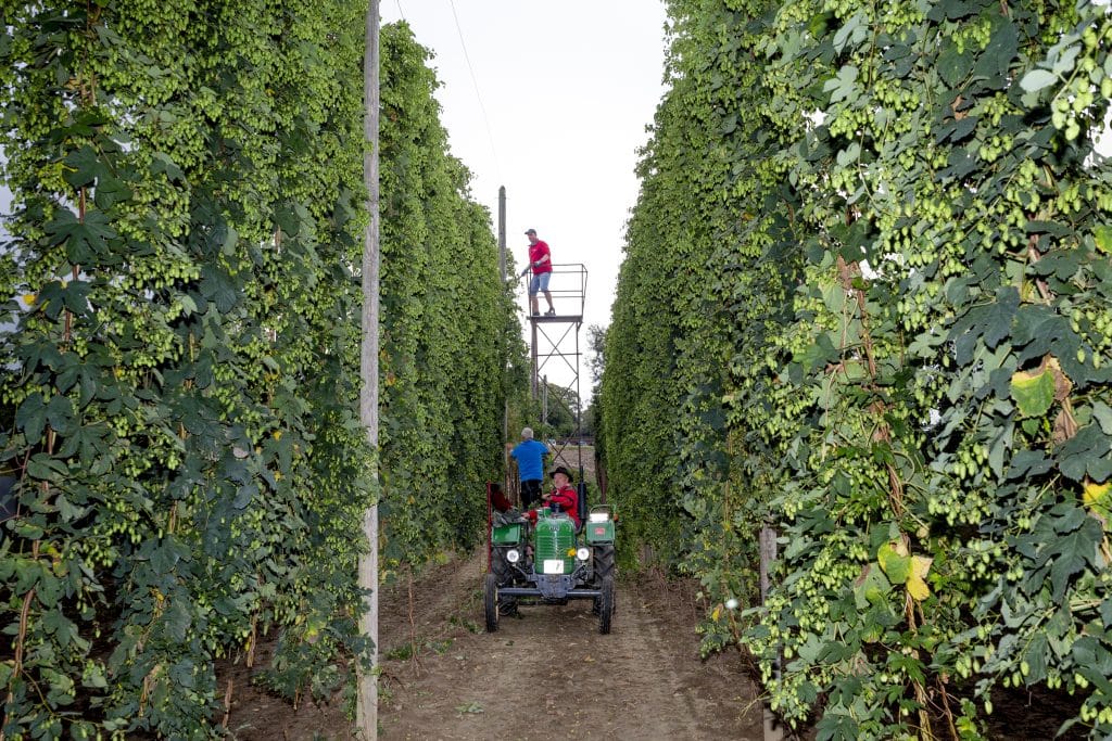 Hopweek