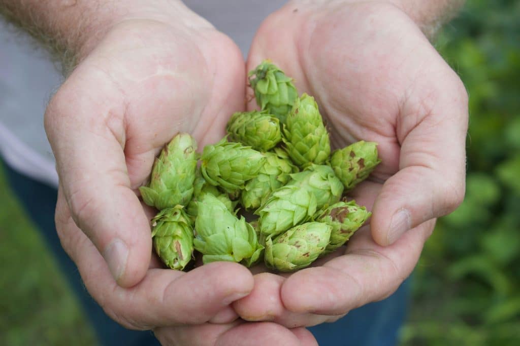 Hoppluk